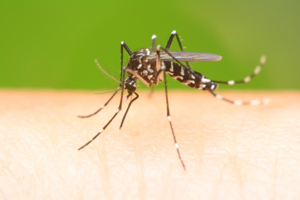Zanzara tigre a strisce bianche e nere posata sulla pelle, vettore di virus pericolosi