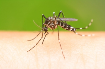 Zanzara Tigre e Virus