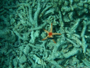 La barriera corallina delle Maldive &egrave; morta&hellip;.